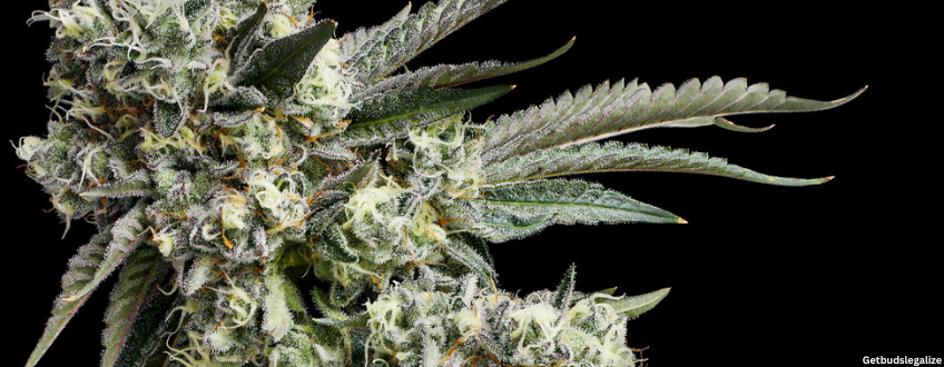 Strawberry Cough MARIJUANA Strain Review & Growing Guide: From Seed to Harvest, CANNABIS, WEED, MARIJUANA, PLANT, FOR SALE, BUY