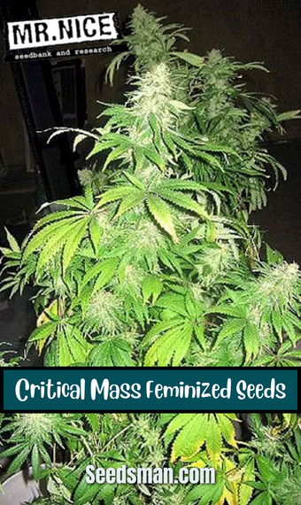 Critical Mass Feminized Seeds, weed, marijuana, cannabis, seeds, for sale, buy, MR NICE SEEDBANK, SEEDSMAN