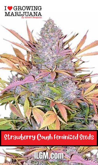 Strawberry Cough Feminized Seeds, WEED, MARIJUANA, CANNABIS, SEEDS FOR SALE, BUY, PLANT, ILGM