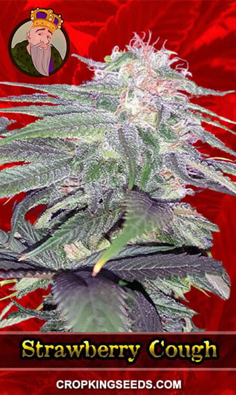 Strawberry Cough Feminized Seeds, WEED, MARIJUANA, CANNABIS, SEEDS FOR SALE, BUY, PLANT, CROP KING SEEDS