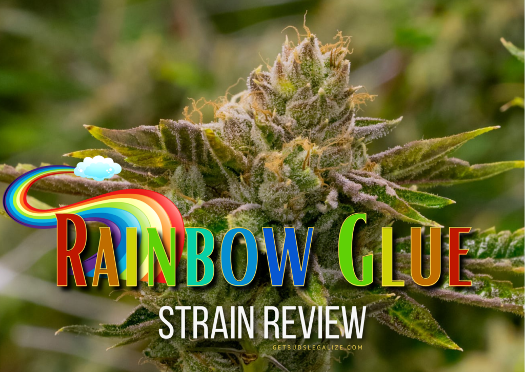 Rainbow Glue Strain Review & Growing Guide, weed, marijuana, cannabis, seeds, plant