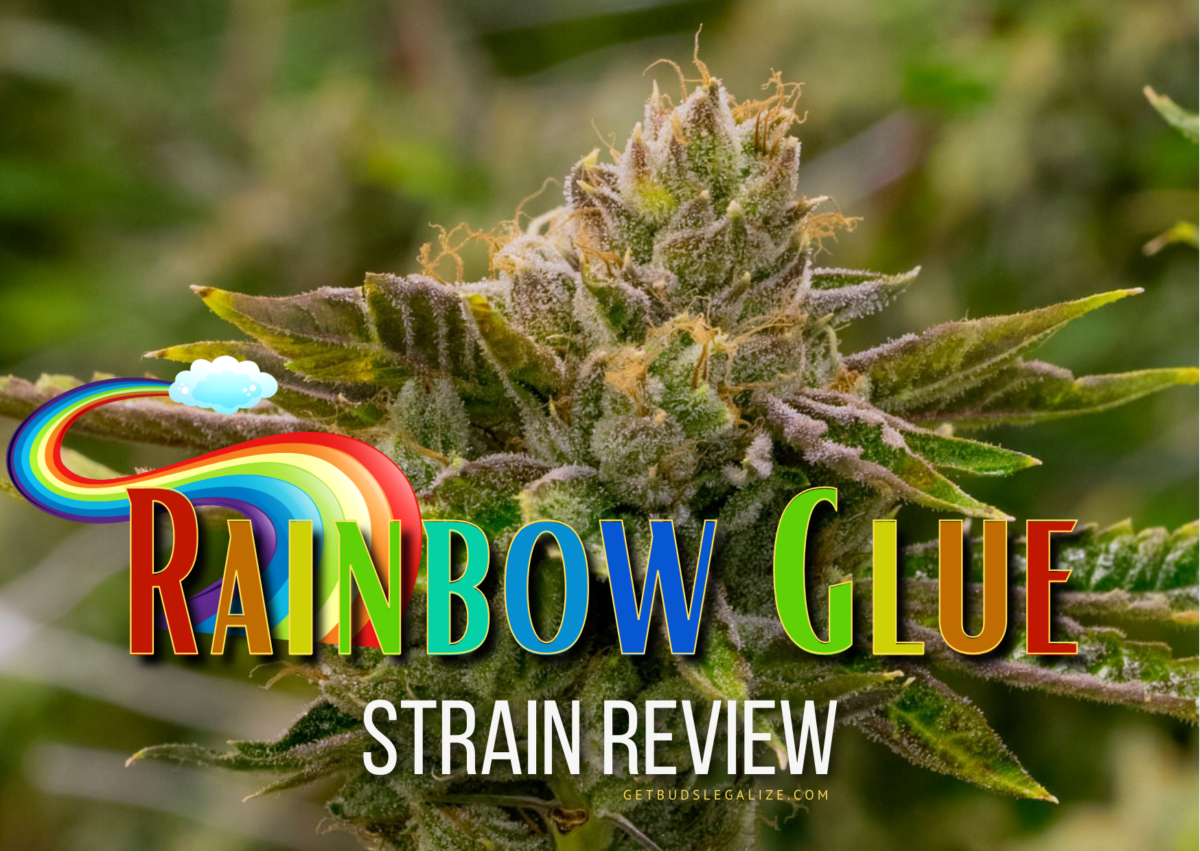 Rainbow Glue Strain Review & Growing Guide | Learn All About