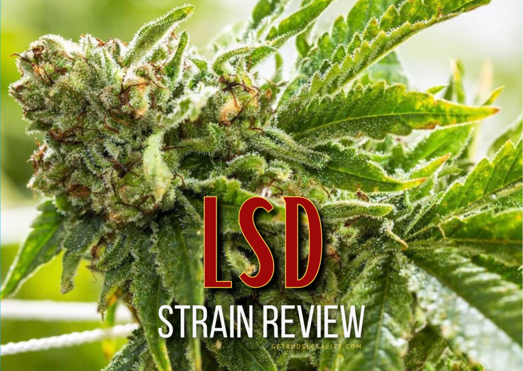 LSD Strain Review & Growing Guide, WEED, CANNABIS, MARIJUANA, PLANT, SEEDS, BARNEY'S FARM, ILGM