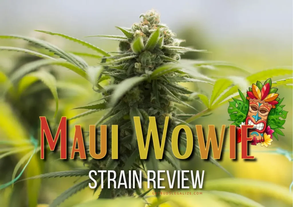 Maui Wowie Strain Review & Growing Guide, weed, marijuana, cannabis, plant, seeds