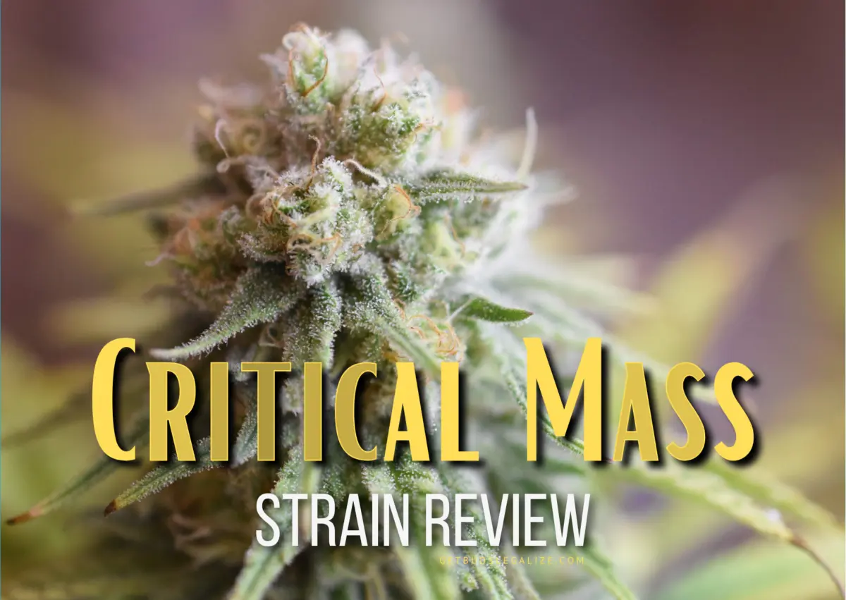 Critical Mass Strain Review & Growing Guide | Unveil Its Power