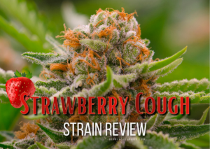 Strawberry Cough Strain Review & Growing Guide: From Seed to Harvest, CANNABIS, WEED, MARIJUANA, PLANT, FOR SALE, BUY