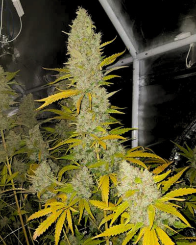 Crystal Strain Review & Growing Guide | Unleash The Power 21 Crystal Strain Review & Growing Guide, weed, cannabis, marijuana, seeds, plant