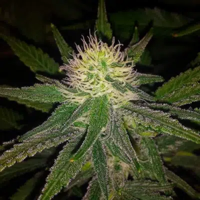 Maui Wowie Strain Review & Growing Guide, weed, marijuana, cannabis, plant, seeds