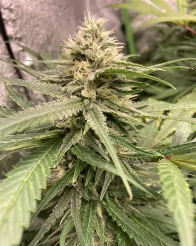 Maui Wowie Strain Review & Growing Guide, weed, marijuana, cannabis, plant, seeds