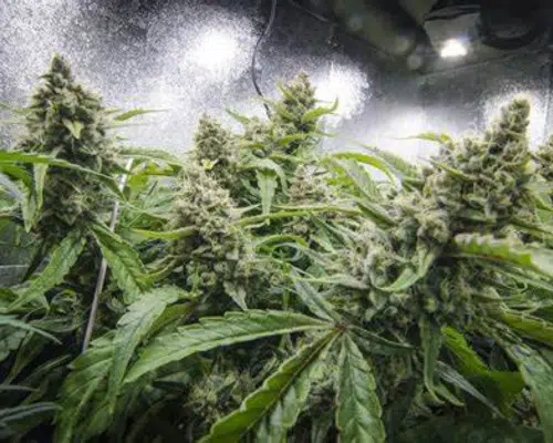 Maui Wowie Strain Review & Growing Guide, weed, marijuana, cannabis, plant, seeds