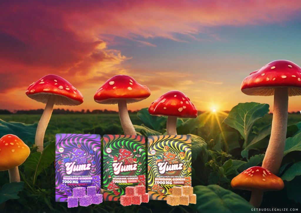 Yumz Magic Amanita Mushroom Gummies Review: Unlocking The Magic