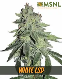 MSNL White LSD strain, weed cannabis, marijuana, seeds for sale