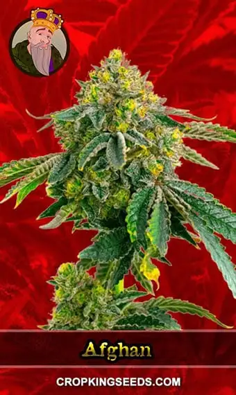 Afghan Feminized Seeds, weed, cannabis, marijuana, for sale, crop king seeds