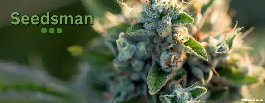 SEEDSMAN, WEED, CANNABIS, MARIJUANA SEEDS FOR SALE