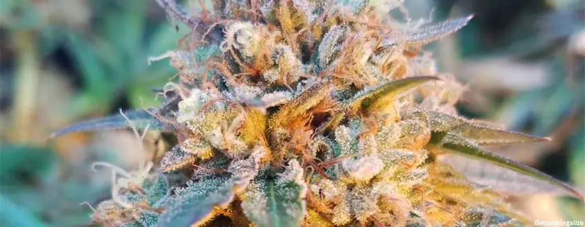 Skywalker OG cannabis Strain Review & Growing Guide, weed, cannabis marijuana, seeds, for sale
