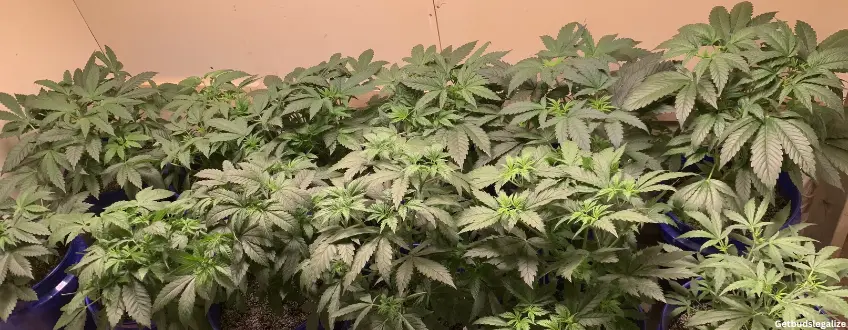 Skywalker OG marijuana Strain Review & Growing Guide, weed, cannabis marijuana, seeds, for sale