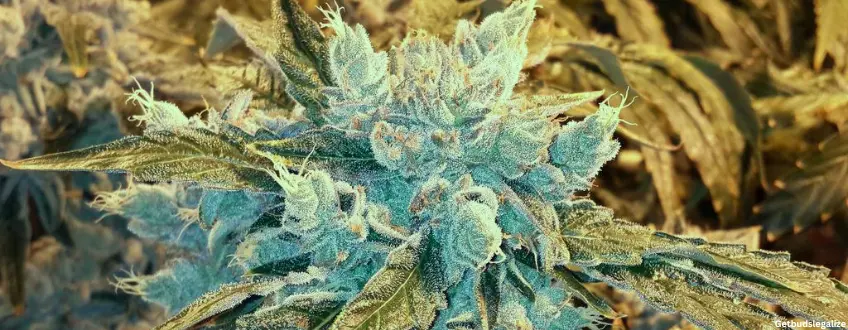 Skywalker OG weed Strain Review & Growing Guide, weed, cannabis marijuana, seeds, for sale