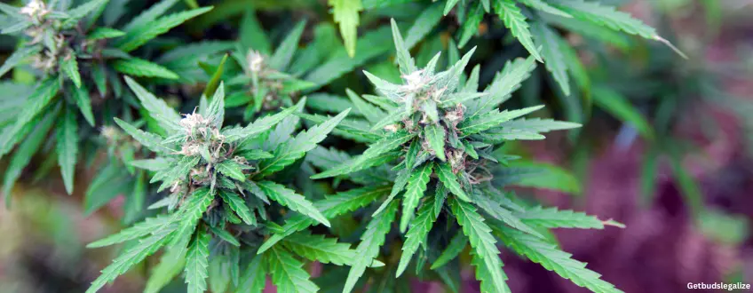 LA Confidential marijuana Strain Review & Growing Guide, weed, marijuana, cannabis, seeds for sale