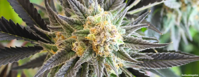 LA Confidential cannabis Strain Review & Growing Guide, weed, marijuana, cannabis, seeds for sale