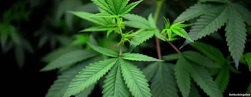 NYC Diesel marijuana Strain Review & Growing Guide, weed, marijuana, cannabis seeds for sale