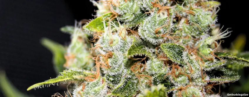 NYC Diesel weed Strain Review & Growing Guide, weed, marijuana, cannabis seeds for sale