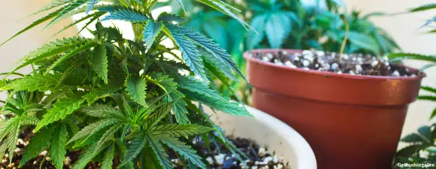Sunset Sherbet marijuana Strain Review & Growing Guide, weed, marijuana, cannabis seeds for sale