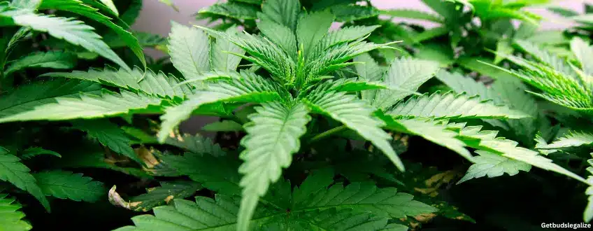 Chemdog Strain Review & Growing Guide, weed, marijuana, cannabis, seeds for sale