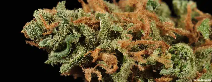 Chemdog Strain Review & Growing Guide, weed, marijuana, cannabis, seeds for sale