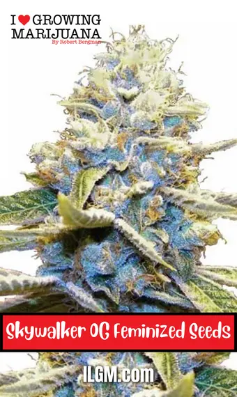 Skywalker OG Feminized Seeds, weed, cannabis, marijuana, for sale, ilgm