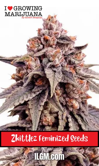 Zkittlez Feminized Seeds, weed, marijuana, cannabis, for sale, ilgm
