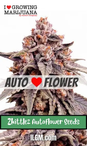 Zkittlez autoflowering Seeds, weed, marijuana, cannabis, for sale, ilgm
