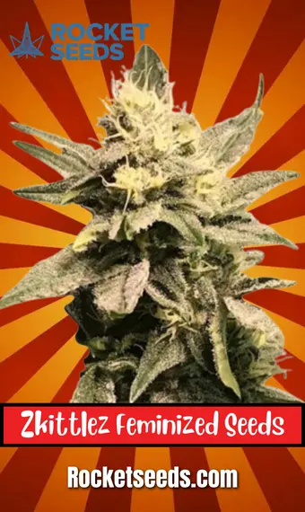 Zkittlez Feminized Seeds, weed, marijuana, cannabis, for sale, rocket seeds