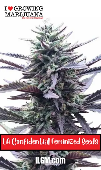 LA Confidential Feminized Seeds, weed, cannabis, marijuana, for sale, ilgm