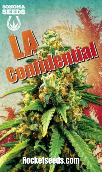 LA Confidential Feminized Seeds, weed, cannabis, marijuana, for sale, rocket seeds, senoma seeds