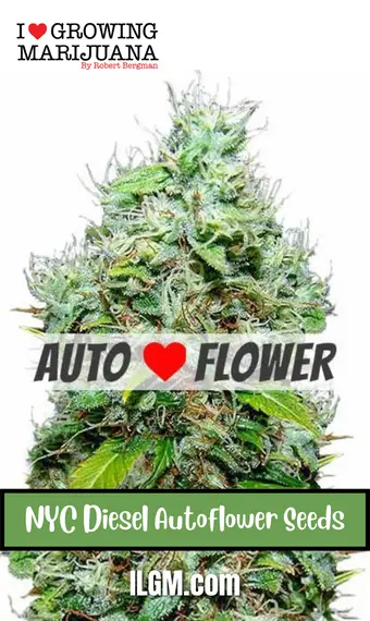 NYC Diesel Autoflower Seeds, weed, cannabis, marijuana, for sale, ilgm
