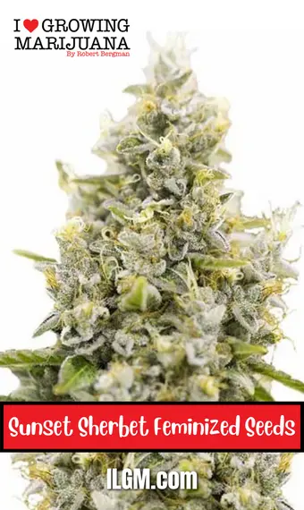 Sunset Sherbet feminized seeds, weed, cannabis, marijuana, for sale, ilgm