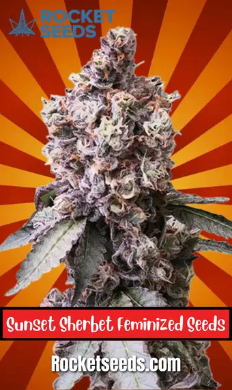 Sunset Sherbet feminized seeds, weed, cannabis, marijuana, for sale, rocket seeds