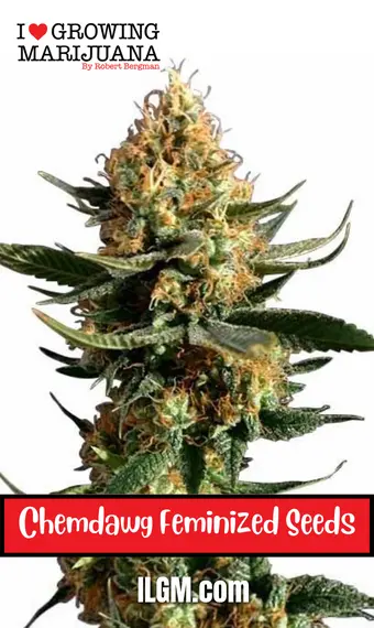 Chemdawg Feminized Seeds, weed, cannabis, marijuana, for sale, ilgm