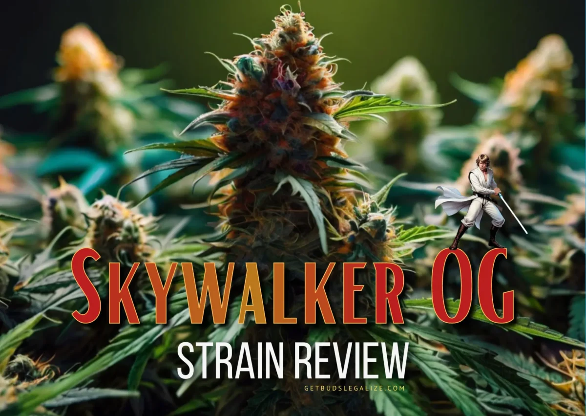 Skywalker OG Strain Review & Growing Guide - Mastering The Force