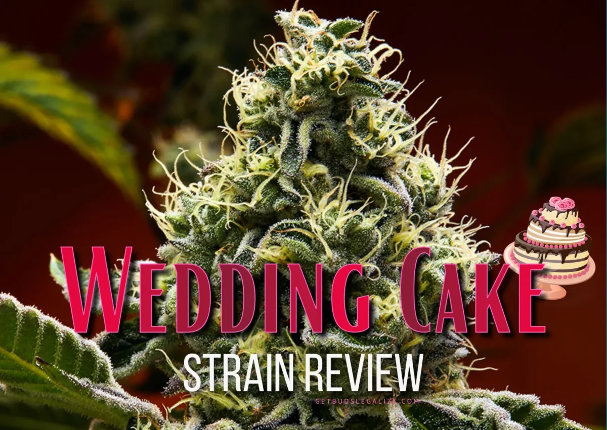 Wedding Cake Strain Review & Growing Guide