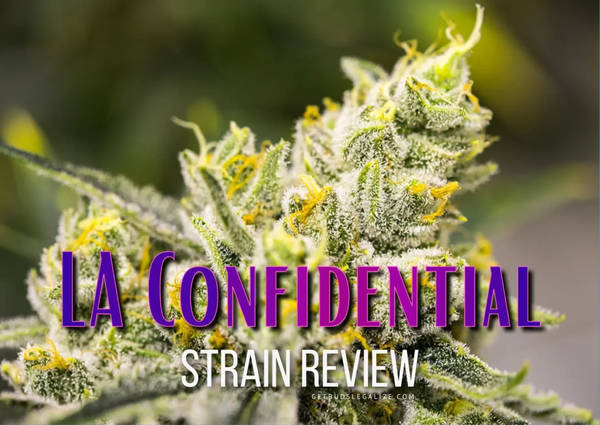 LA Confidential Strain Review & Growing Guide: Unlocking The Mystique