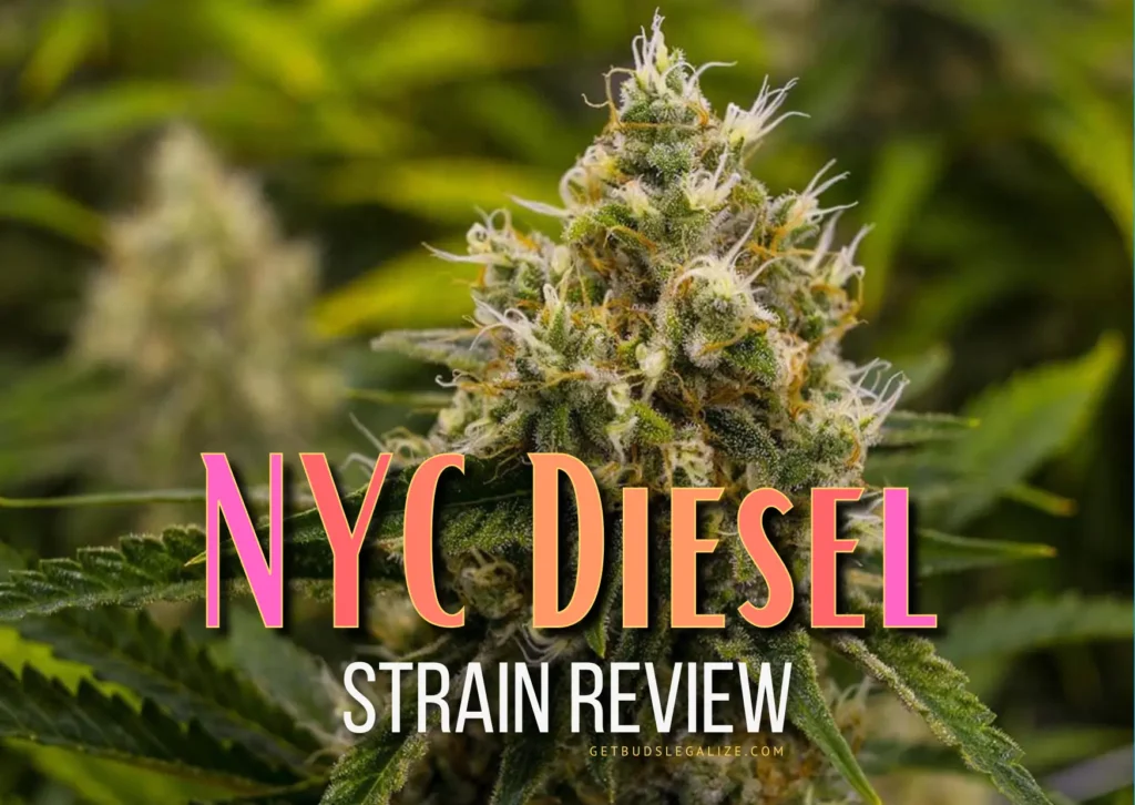 NYC Diesel Strain Review & Growing Guide, weed, marijuana, cannabis seeds for sale