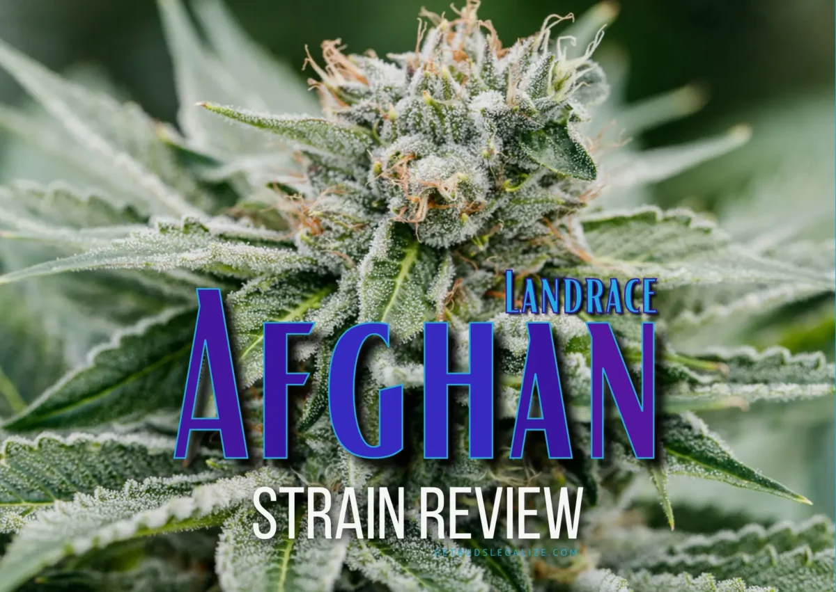 Afghan Strain Review & Growing Guide: Unlocking The Secrets