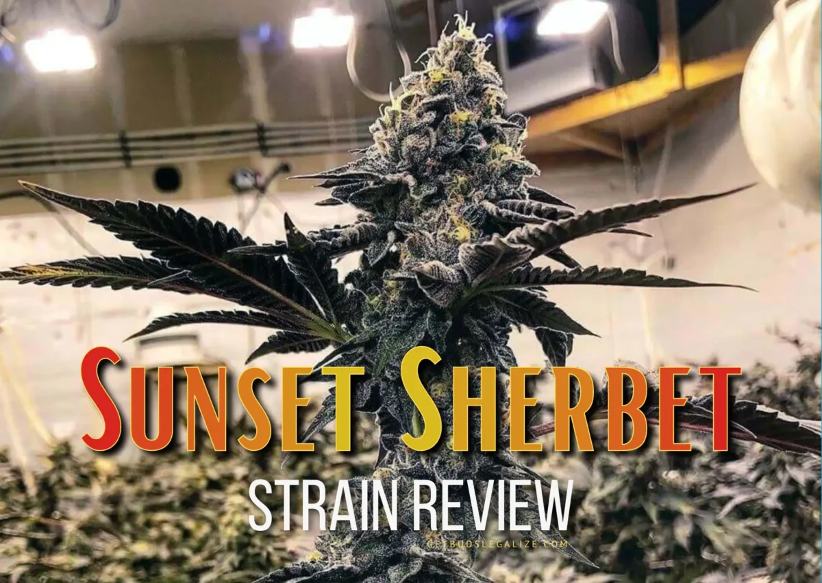 Sunset Sherbet Strain Review & Growing Guide: A Comprehensive Overview