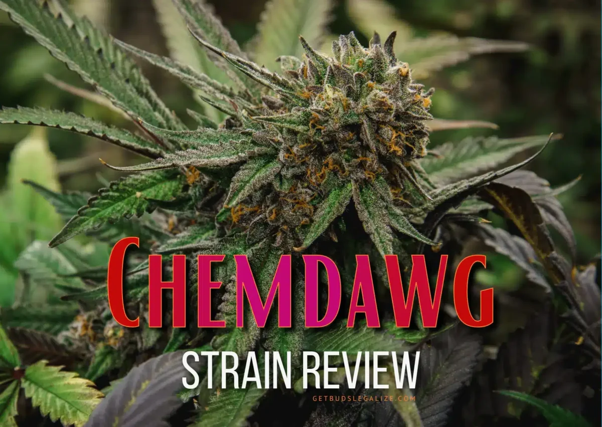 Chemdawg Strain Review & Growing Guide: Unraveling The Mystery
