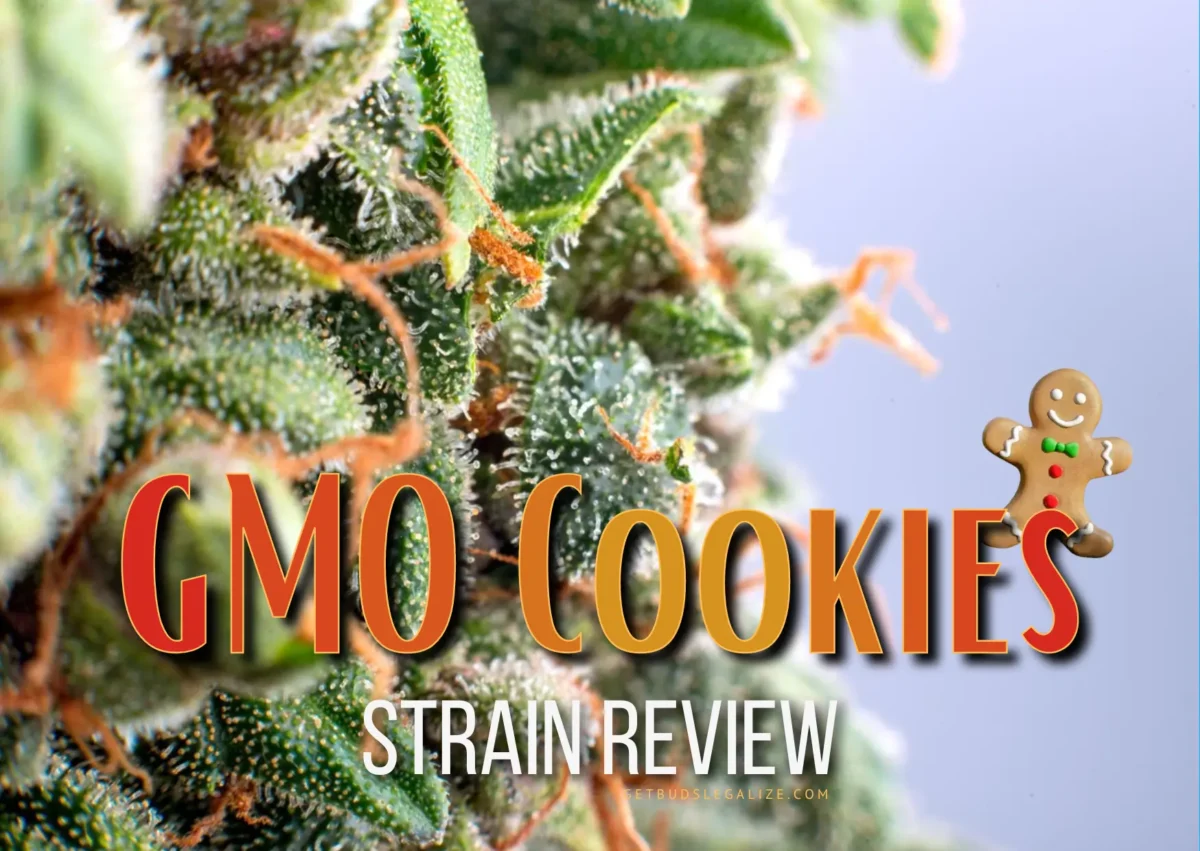 GMO Cookies Strain Review & Growing Guide: Unveiling The Potent Hybrid