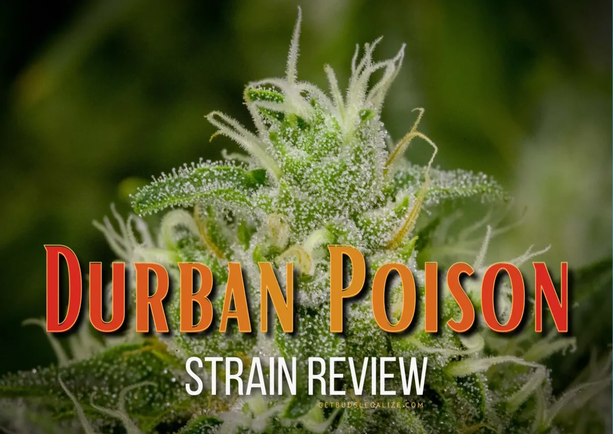 Durban Poison Strain Review & Growing Guide: Unlocking The Potency