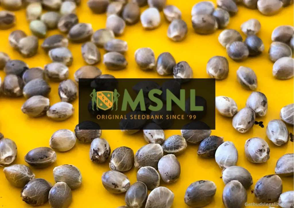 MSNL Seed Bank Review, WEED, CANNABIS, MARIJUANA SEEDS FOR SALE