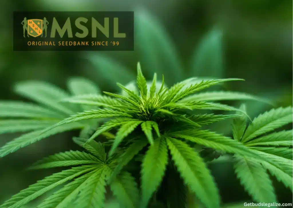 MSNL Seed Bank Review, WEED, CANNABIS, MARIJUANA SEEDS FOR SALE