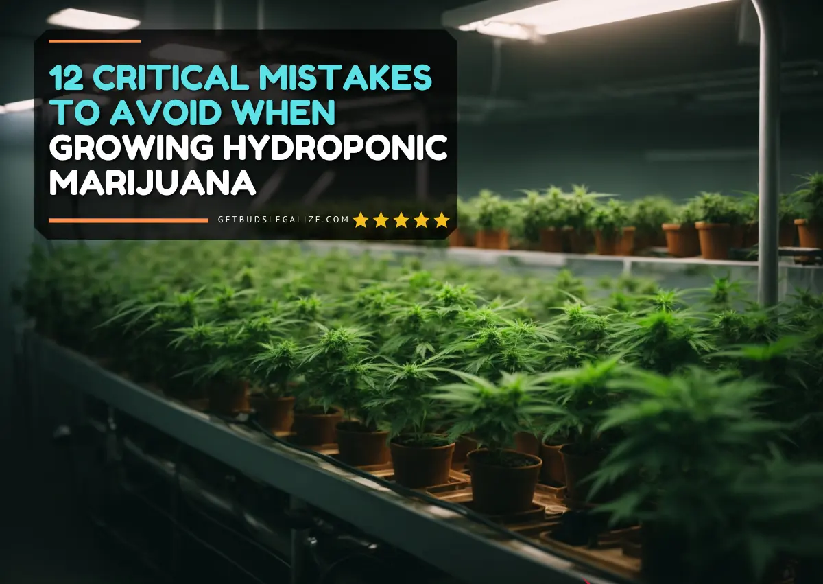 12 Critical Mistakes To Avoid When Growing Hydroponic Marijuana